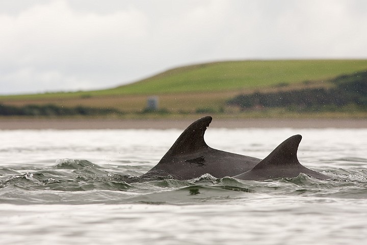 Groe Tmmler Tursiops truncatus Bottlenose dolphin